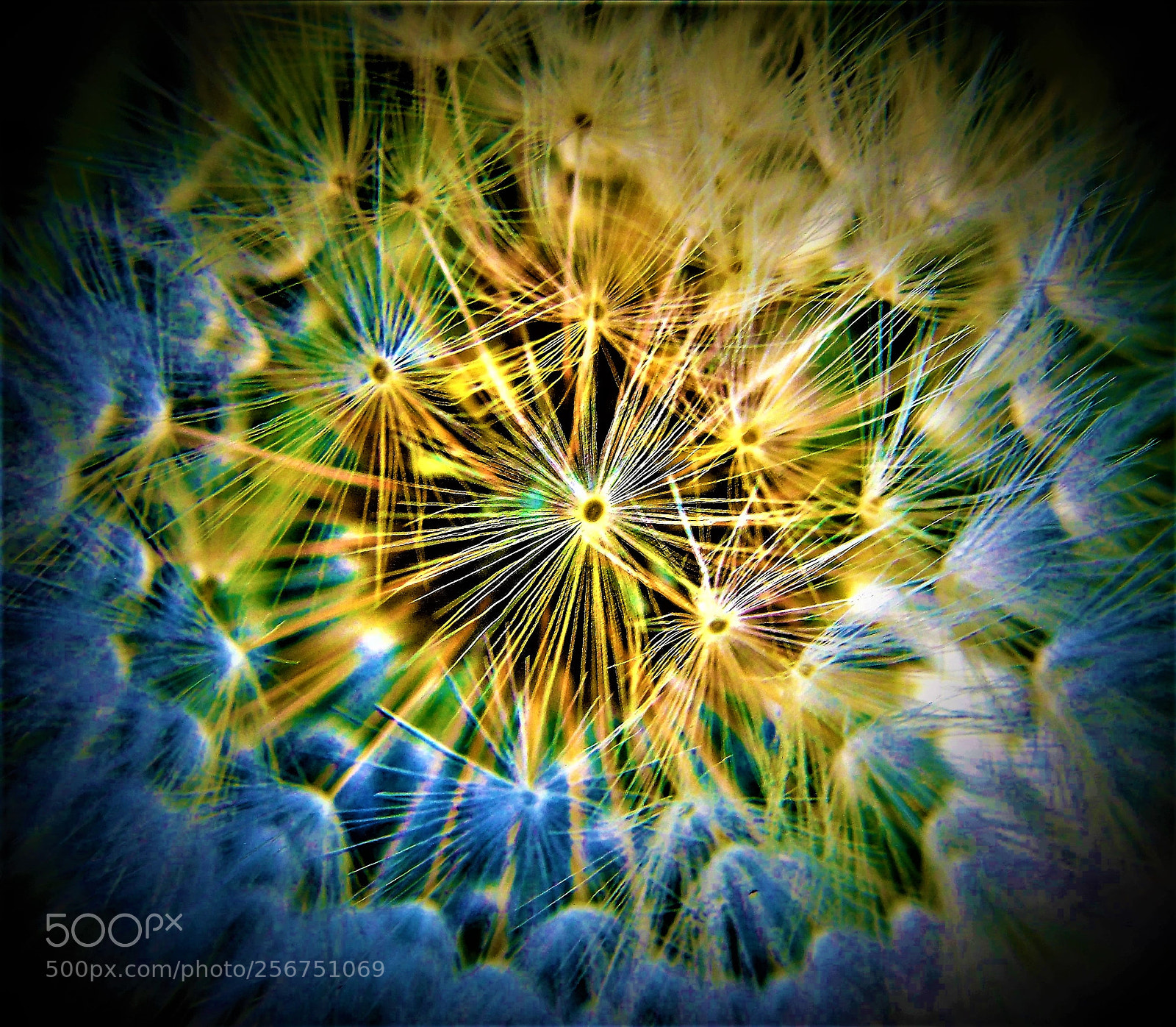 Sony Cyber-shot DSC-H400 sample photo. Colour enhanced macro dandelion photography