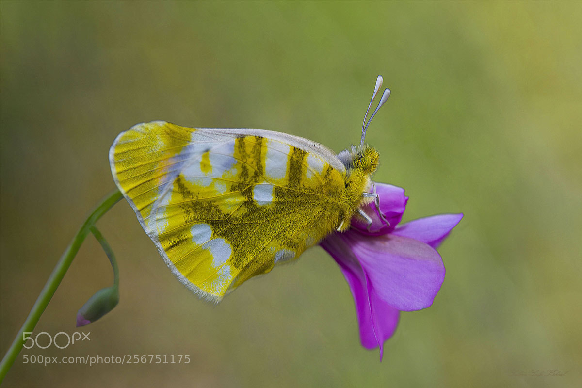 Nikon D7200 sample photo. Zegrİs photography