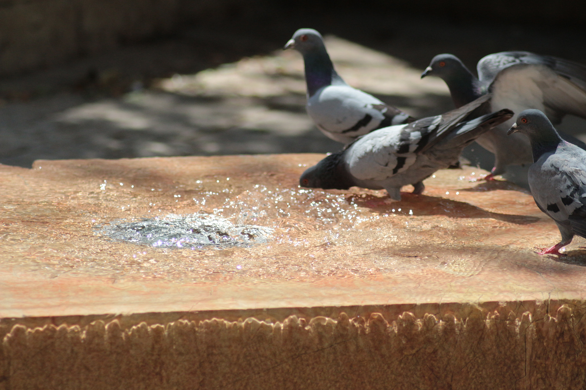 Canon EOS 700D (EOS Rebel T5i / EOS Kiss X7i) sample photo. Thirsty photography