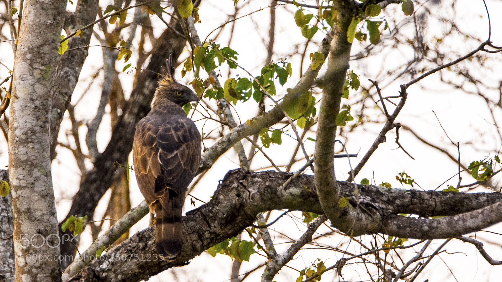 Nikon D750 sample photo. Crested hawk eagle photography