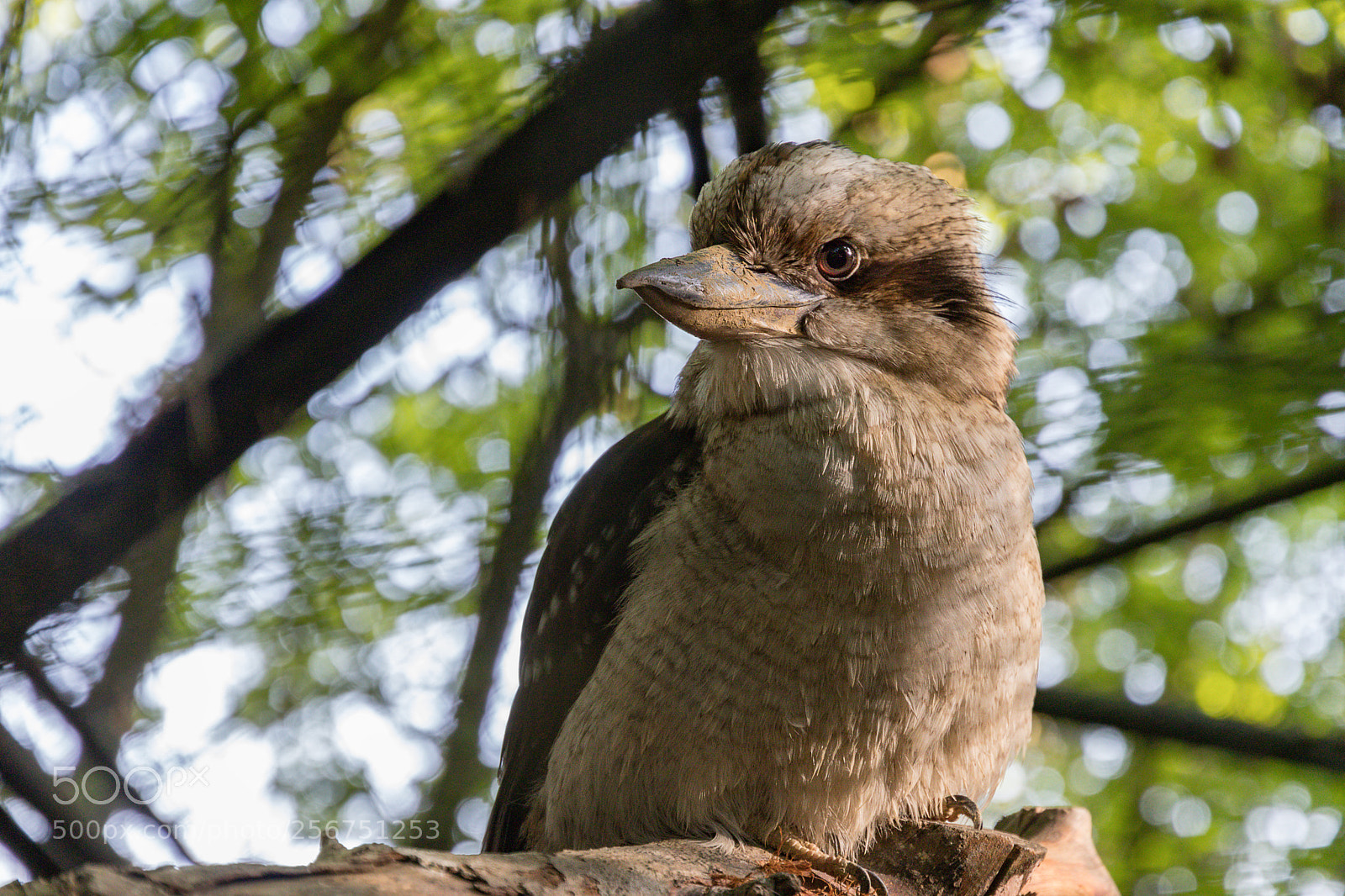 Canon EOS 80D sample photo. Zoo wels photography