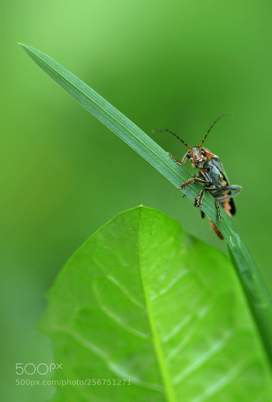 Canon EOS 5D Mark II sample photo. Cute bug sitting on photography