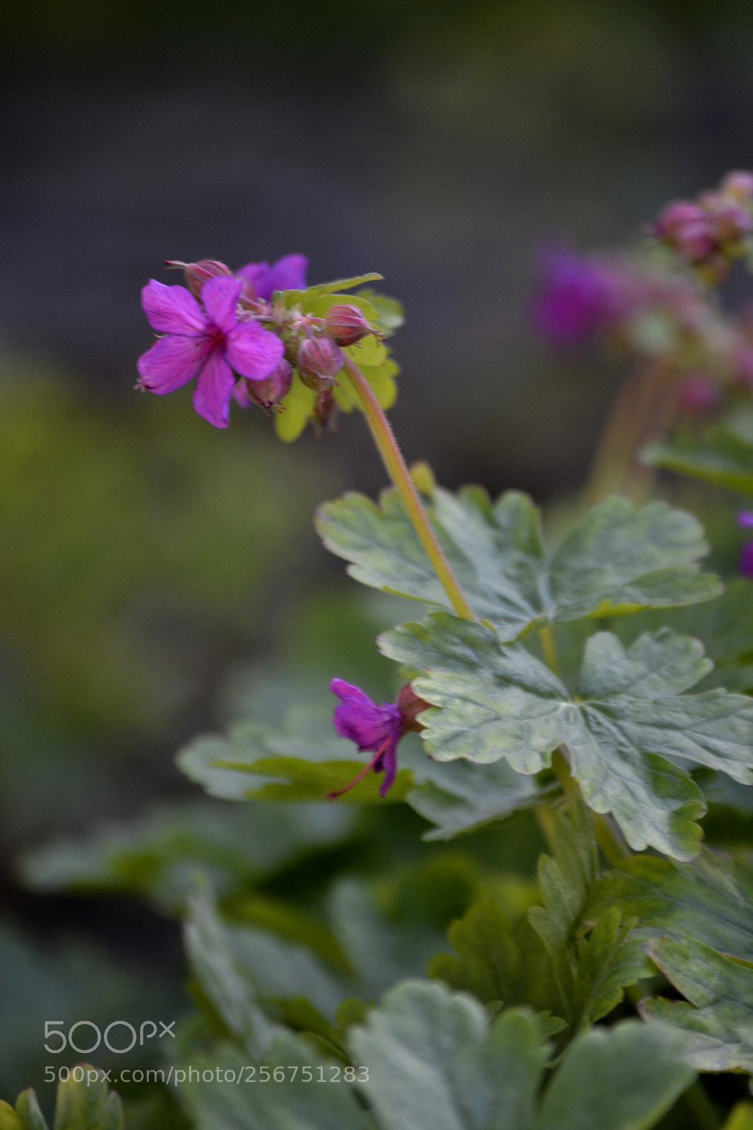 Nikon D3100 sample photo. Geranium macrorrhizum photography