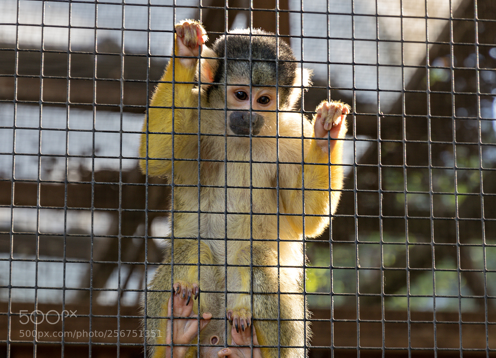 Canon EOS 80D sample photo. Zoo wels photography