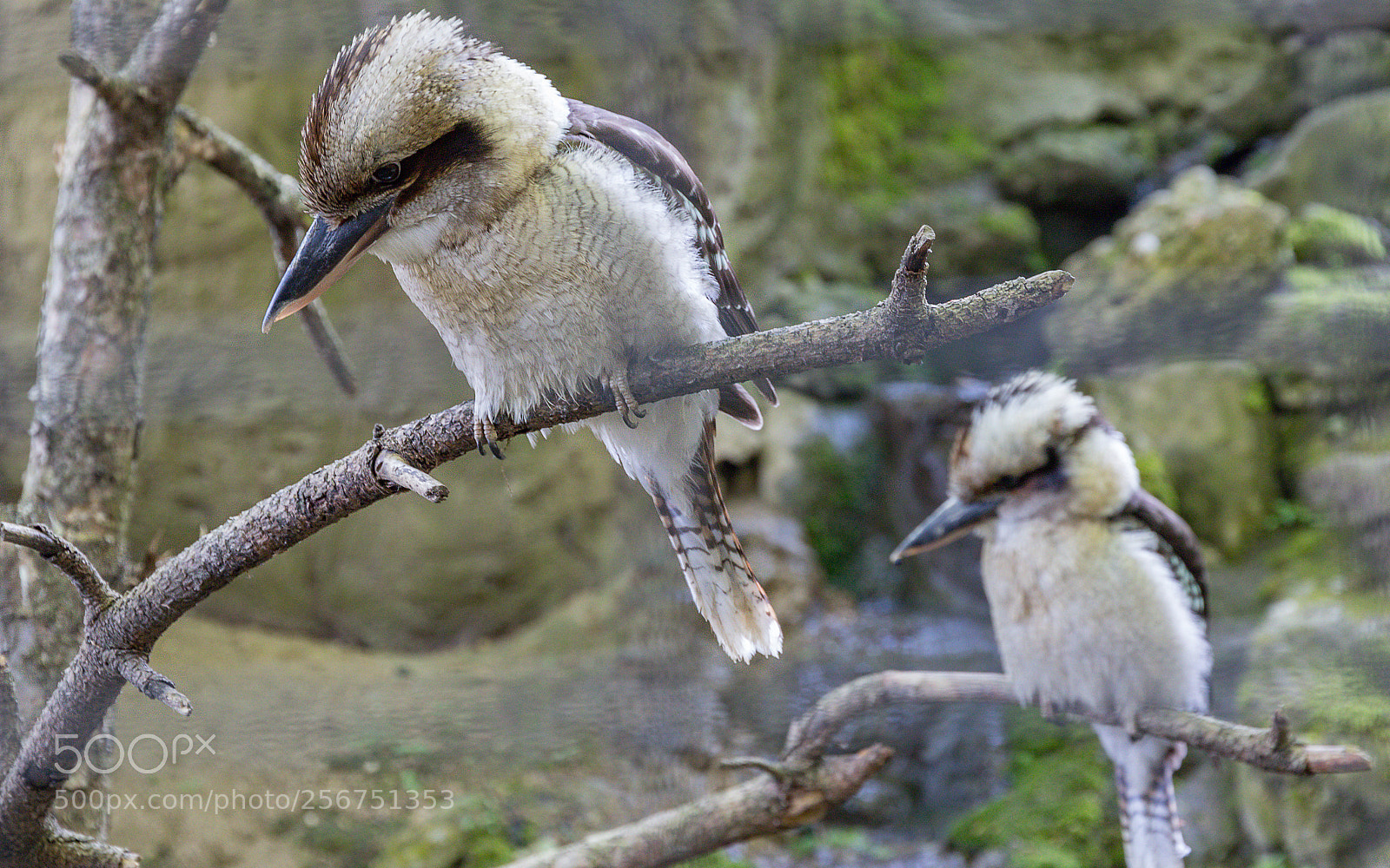 Canon EOS 80D sample photo. Zoo wels photography