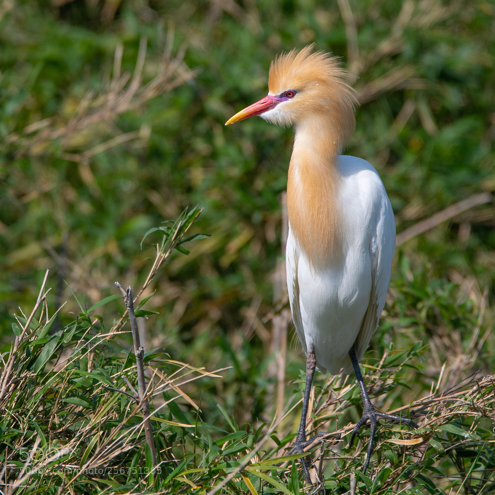 Nikon D500 sample photo. Cattle egret photography
