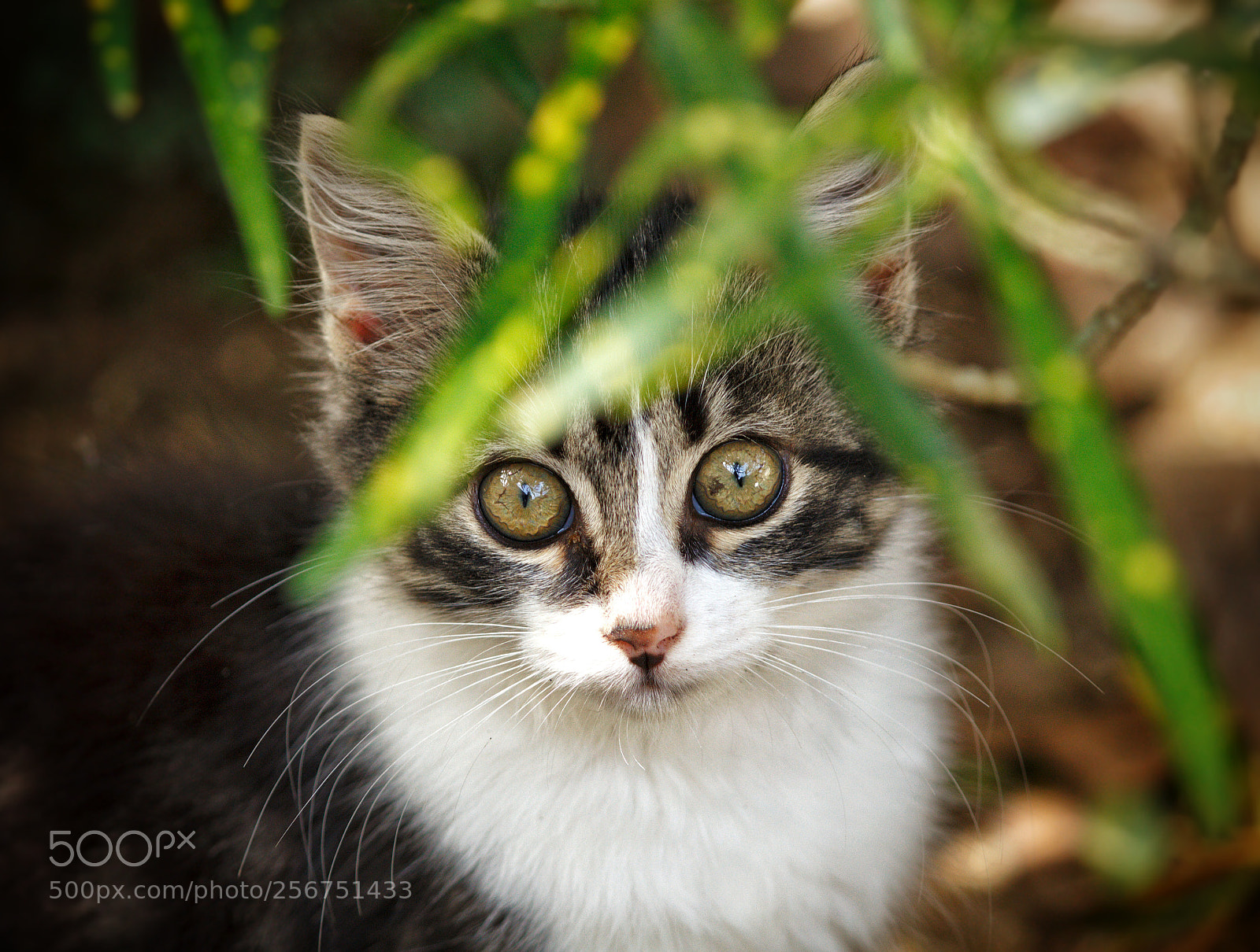 Canon EOS 700D (EOS Rebel T5i / EOS Kiss X7i) sample photo. Olhar e cautela photography