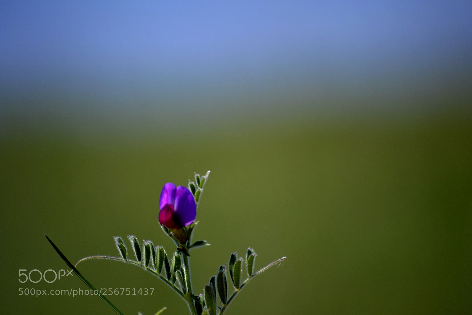 Nikon D3100 sample photo. Vicia sativa photography
