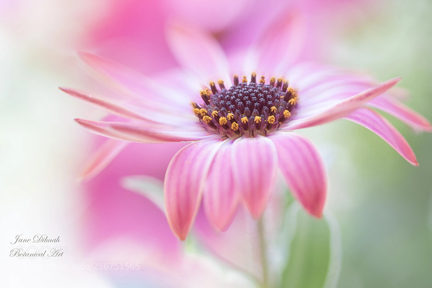 Canon EOS 7D Mark II sample photo. Cape daisy photography