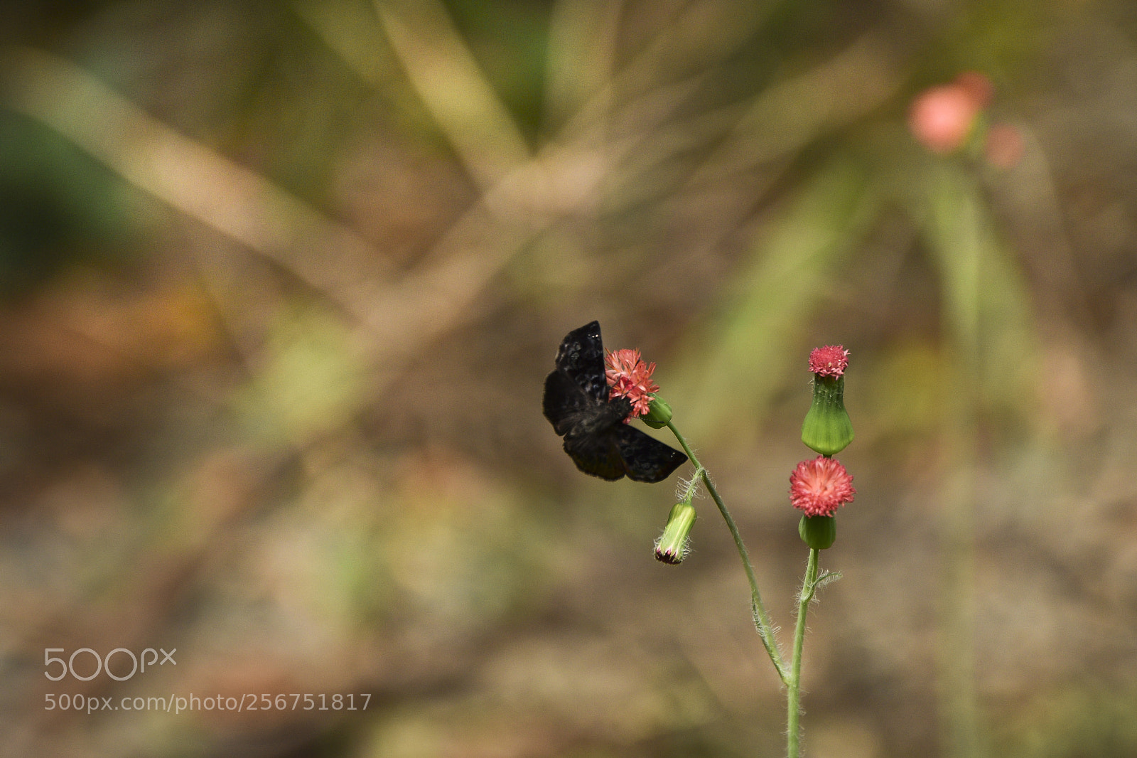 Nikon D5300 sample photo. Explorando borboletas photography