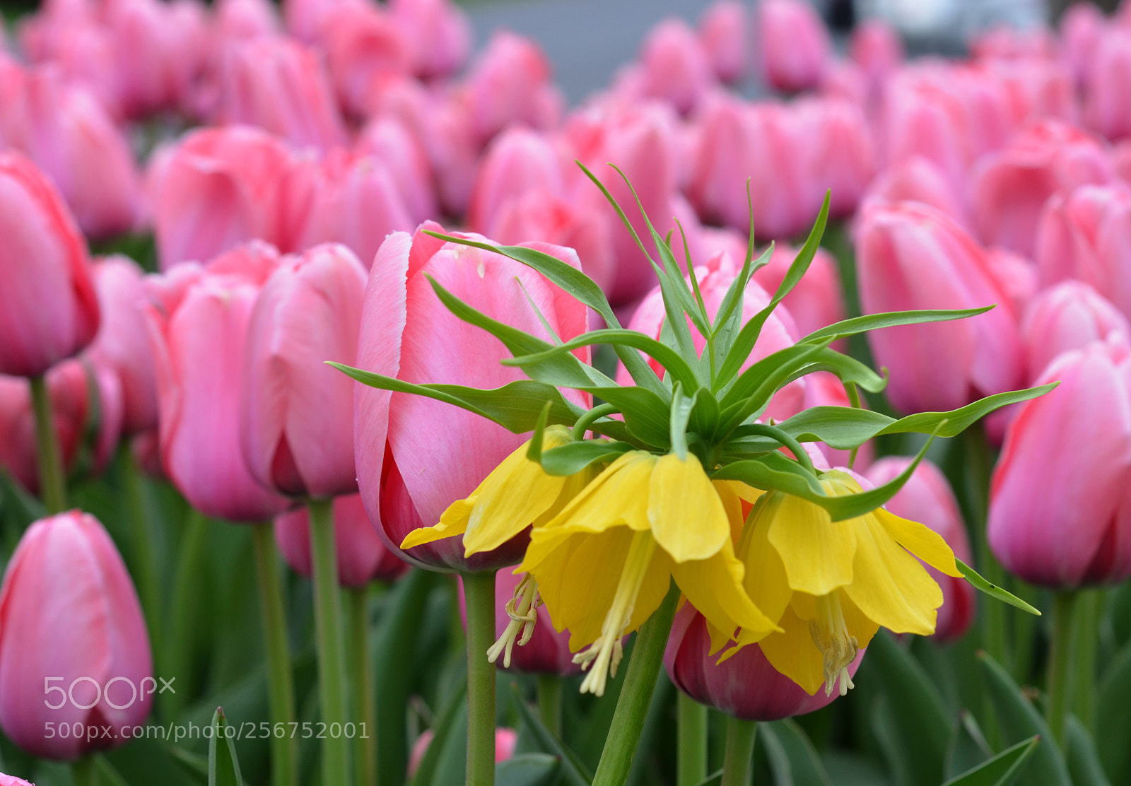 Nikon D7000 sample photo. Park photography