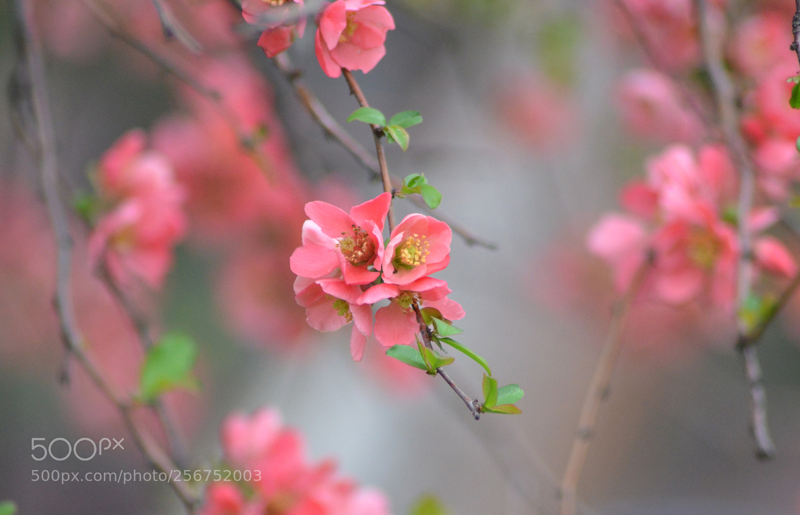 Nikon D7000 sample photo. Spring photography