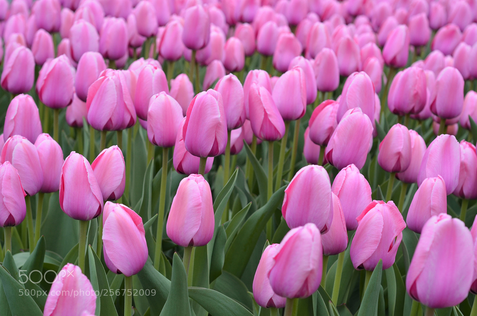 Nikon D7000 sample photo. Tulips photography
