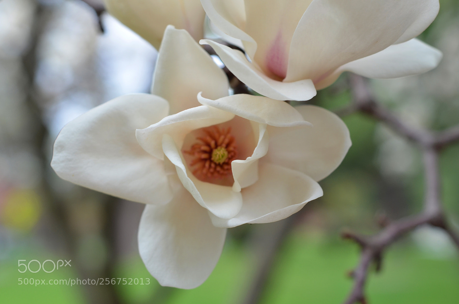 Nikon D7000 sample photo. White photography