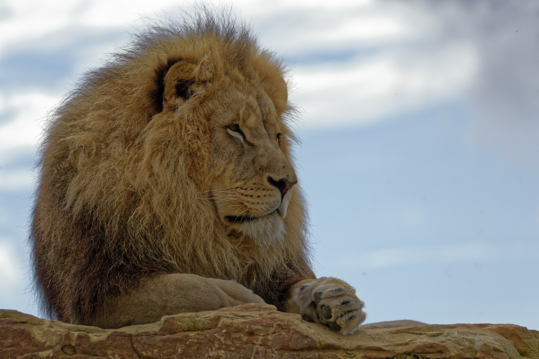 Nikon D3200 sample photo. The lion king photography