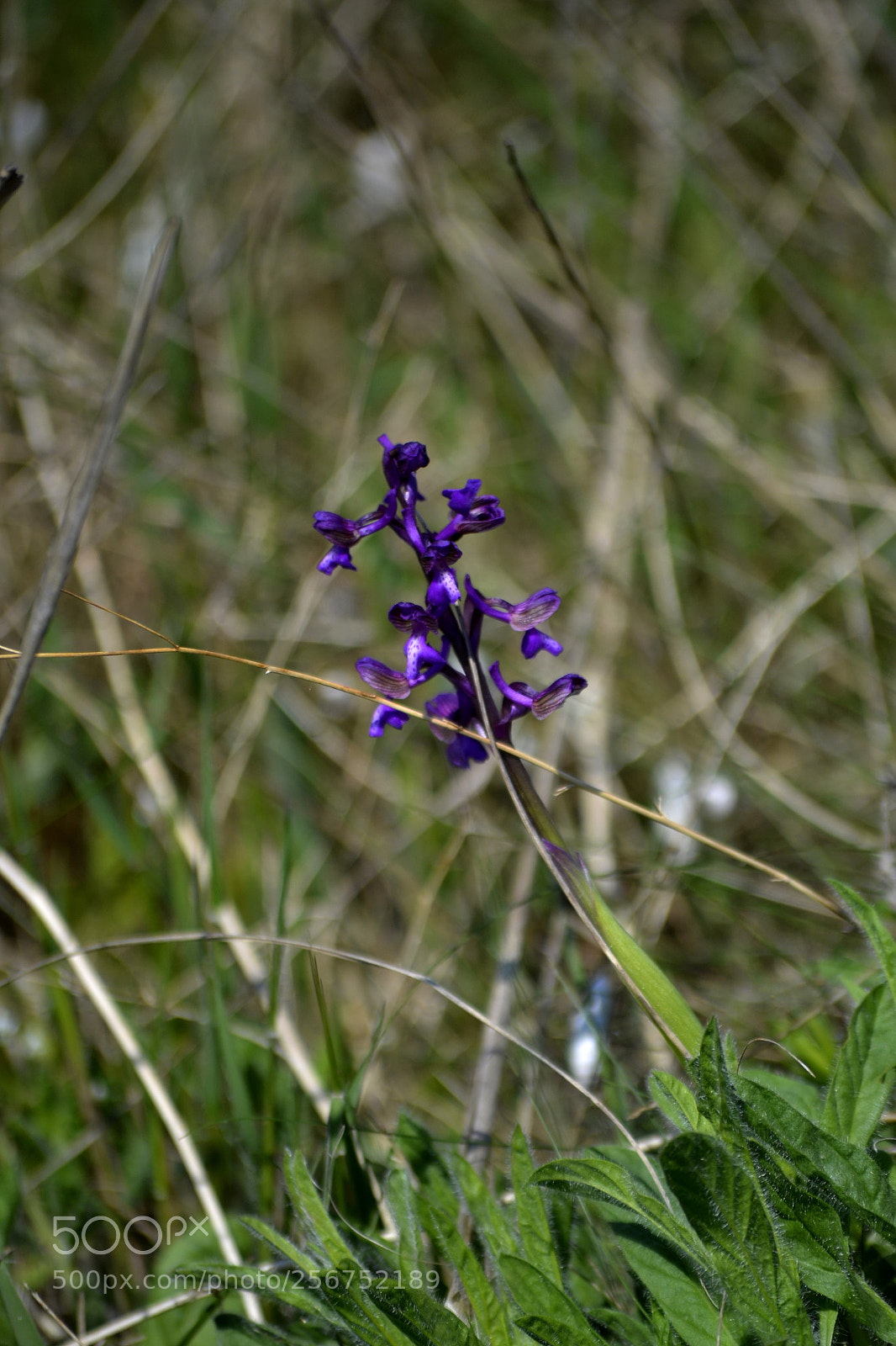 Nikon D3100 sample photo. Anacamptis morio photography