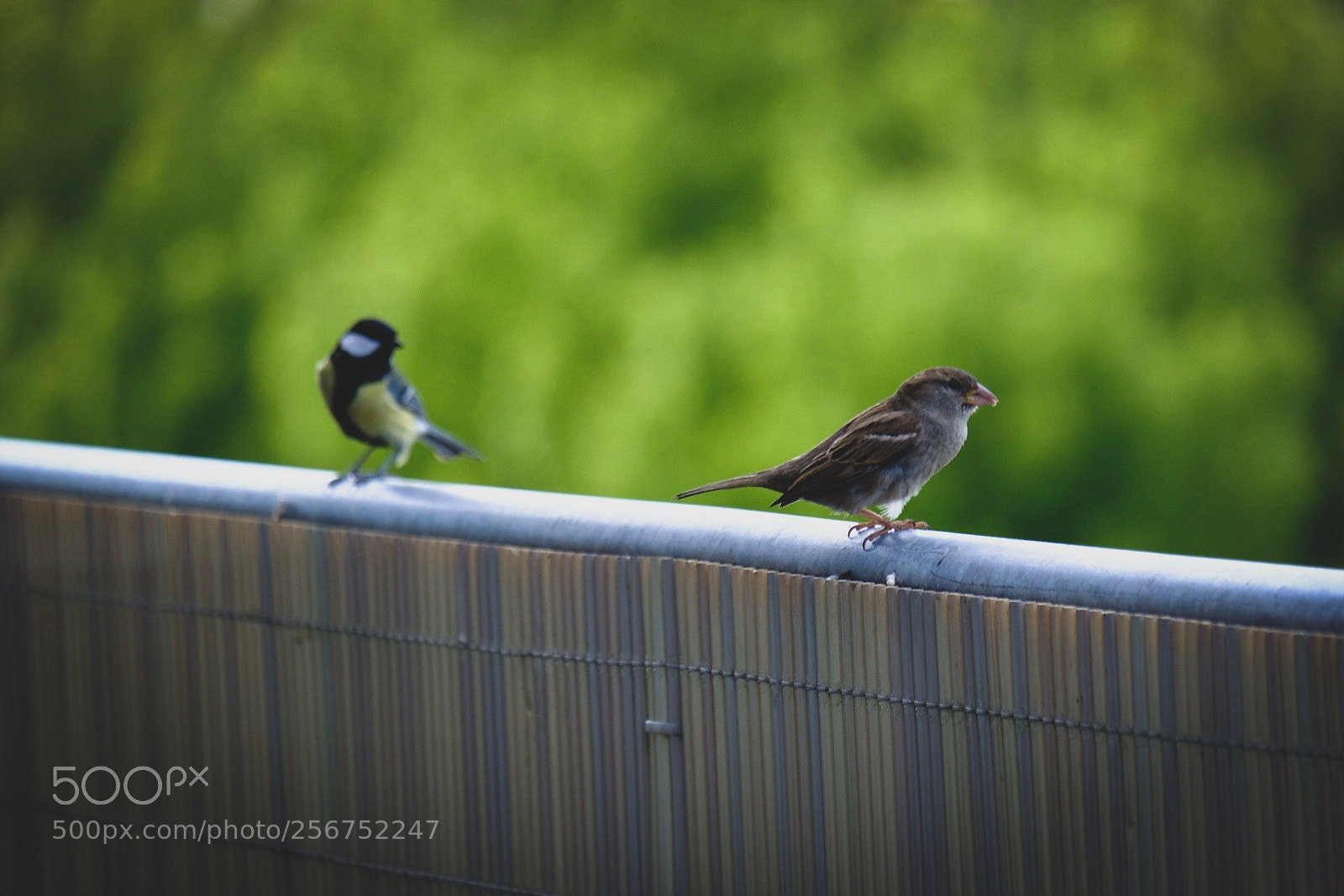 Fujifilm X-T2 sample photo. Sparrow and tit photography
