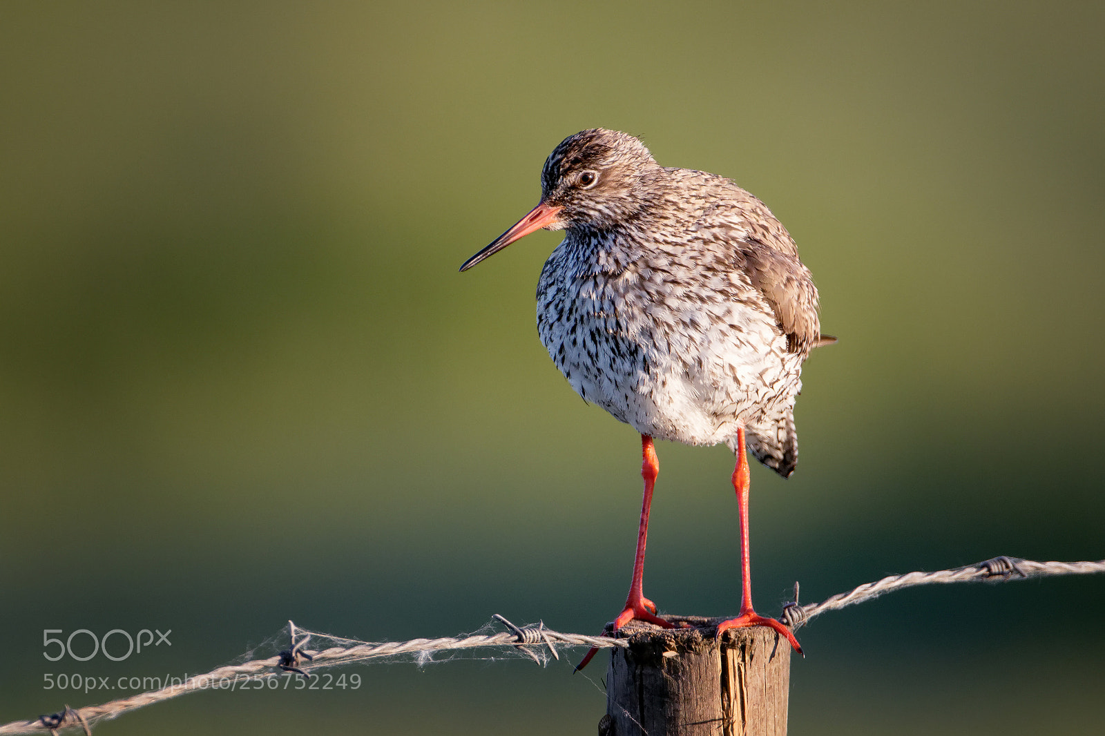 Canon EOS 7D Mark II sample photo. Rotschenkel photography