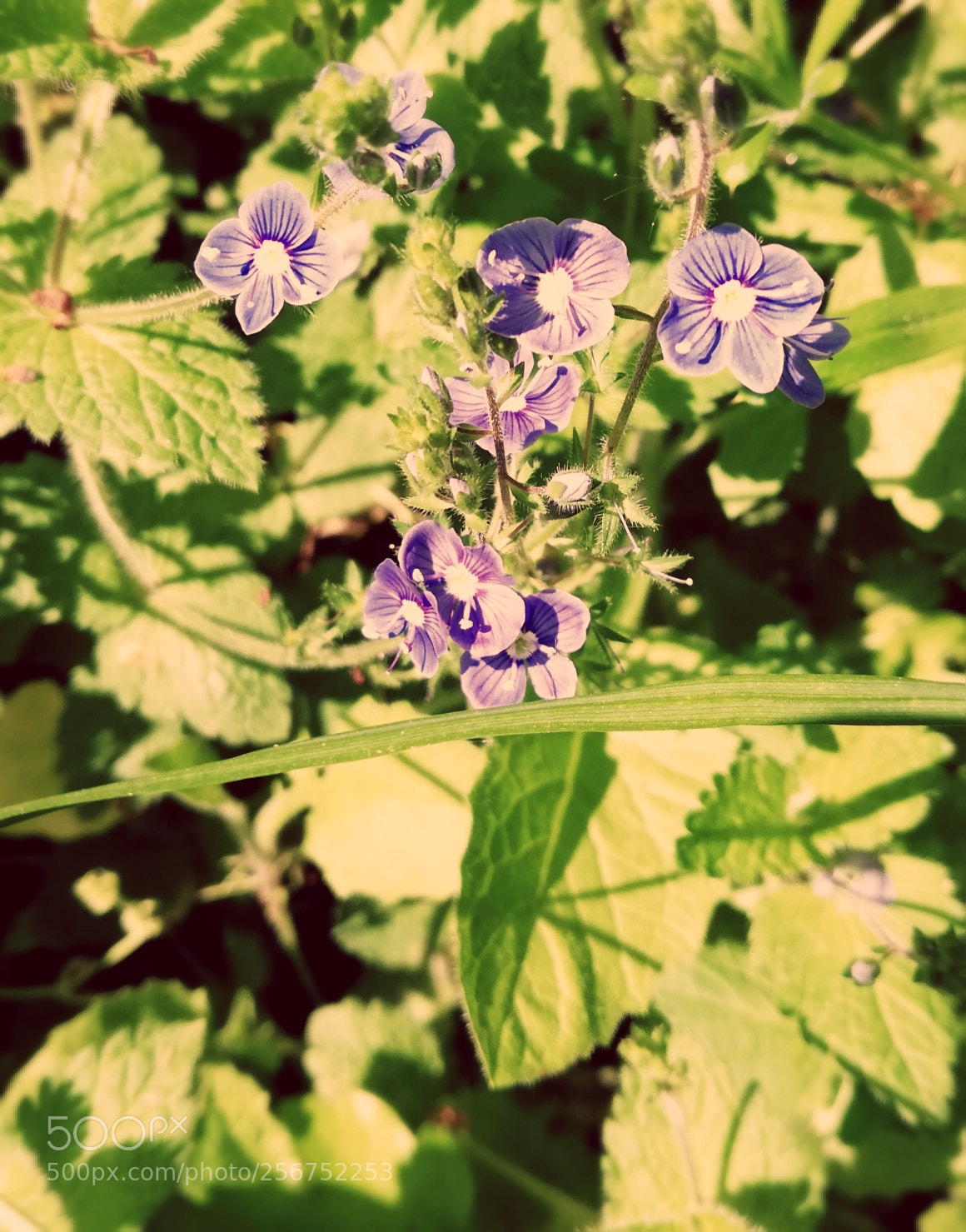 HUAWEI P20 lite sample photo. Flowers photography