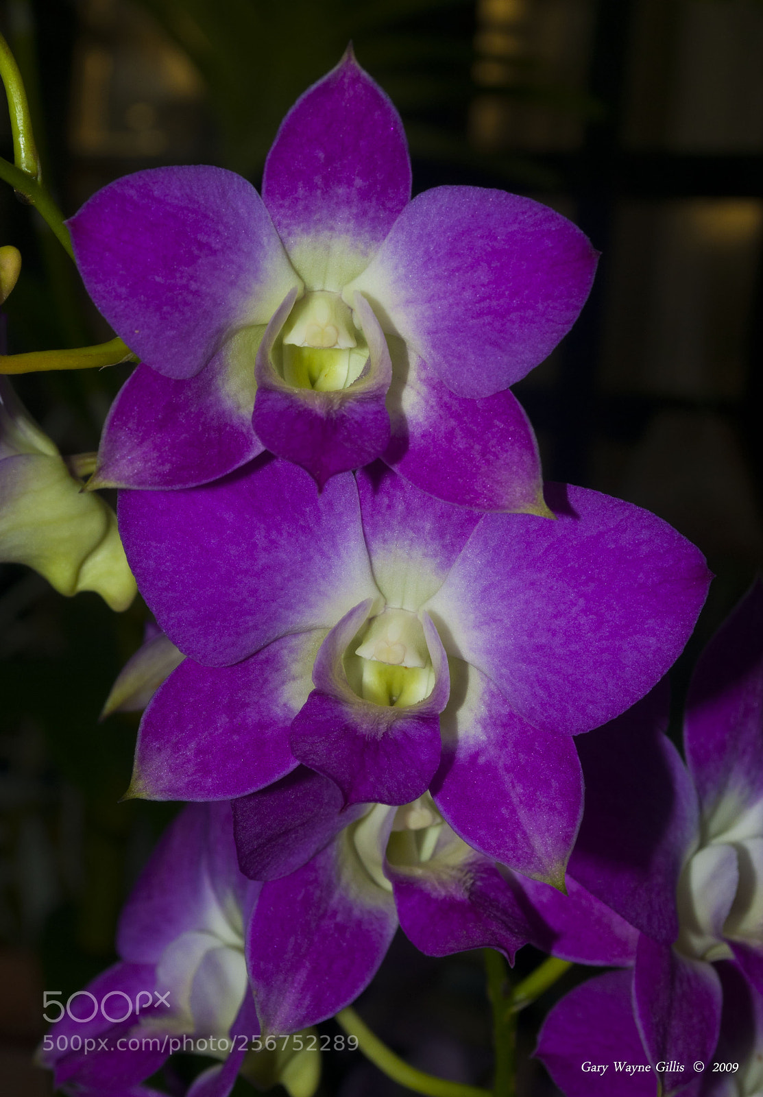 Nikon D300 sample photo. Prince purple photography