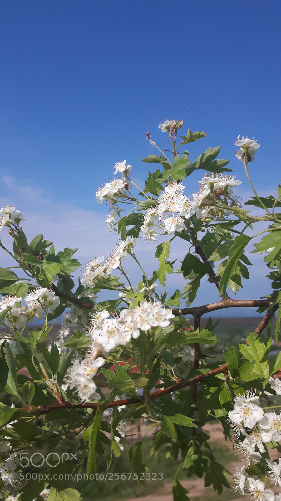 Samsung Galaxy S5 Neo sample photo. Spring flowers photography