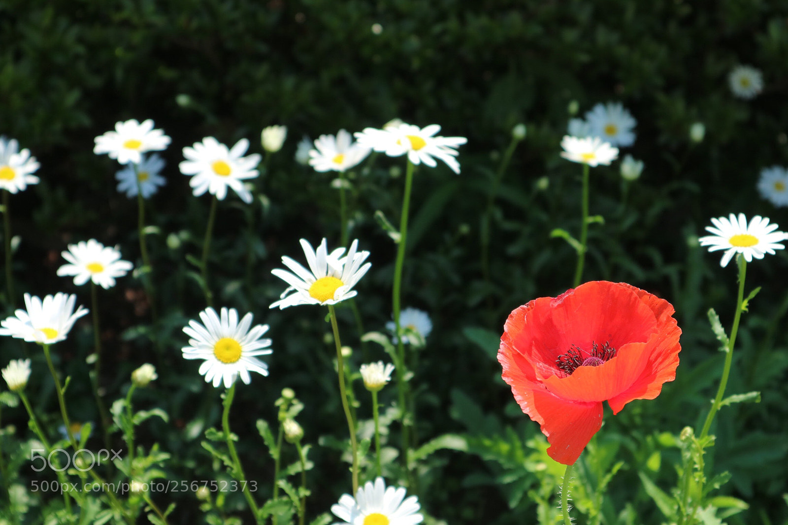 Canon EOS M3 sample photo. Red photography