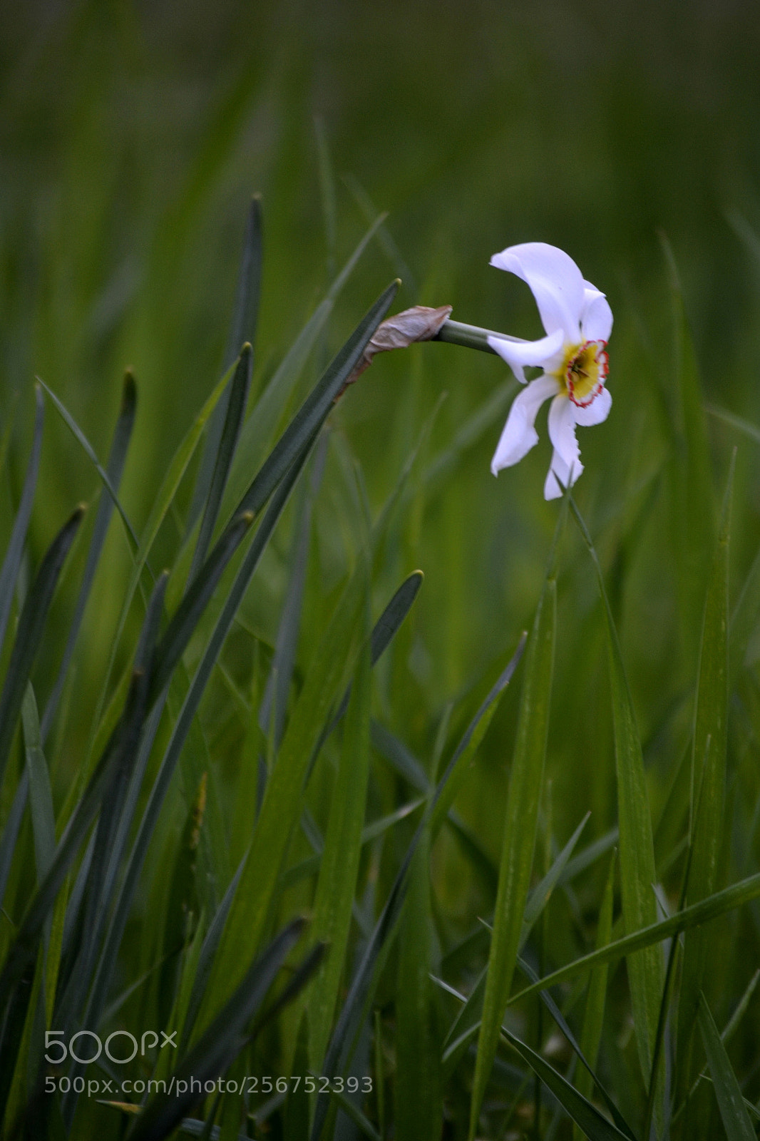 Nikon D3100 sample photo. Narcissus narcissus photography