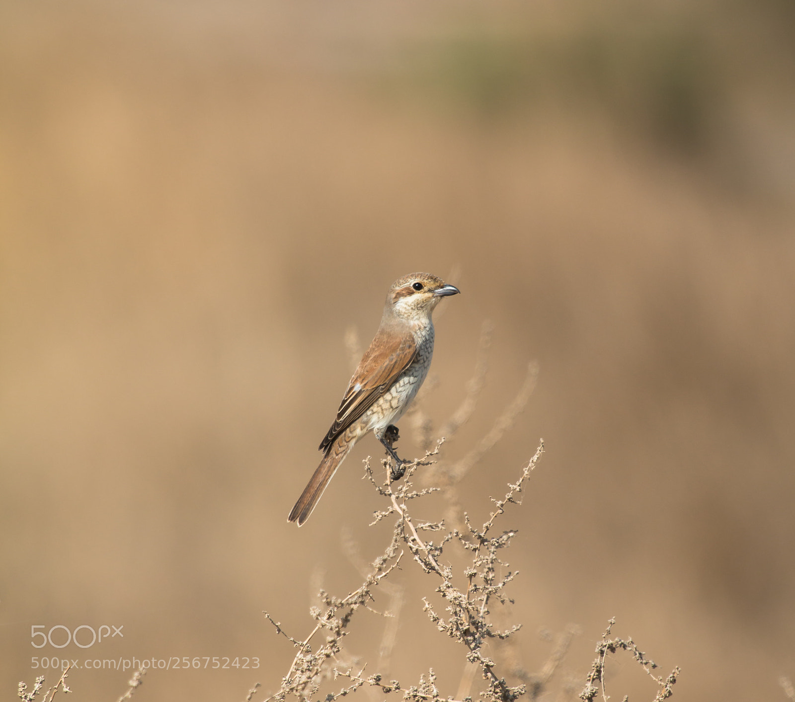 Canon EOS 70D sample photo. The lookout photography