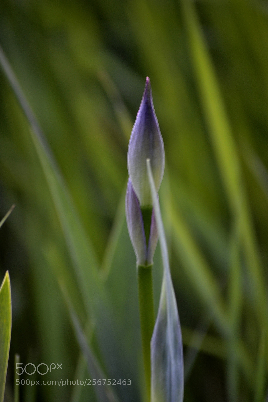 Nikon D3100 sample photo. Iris pallida photography