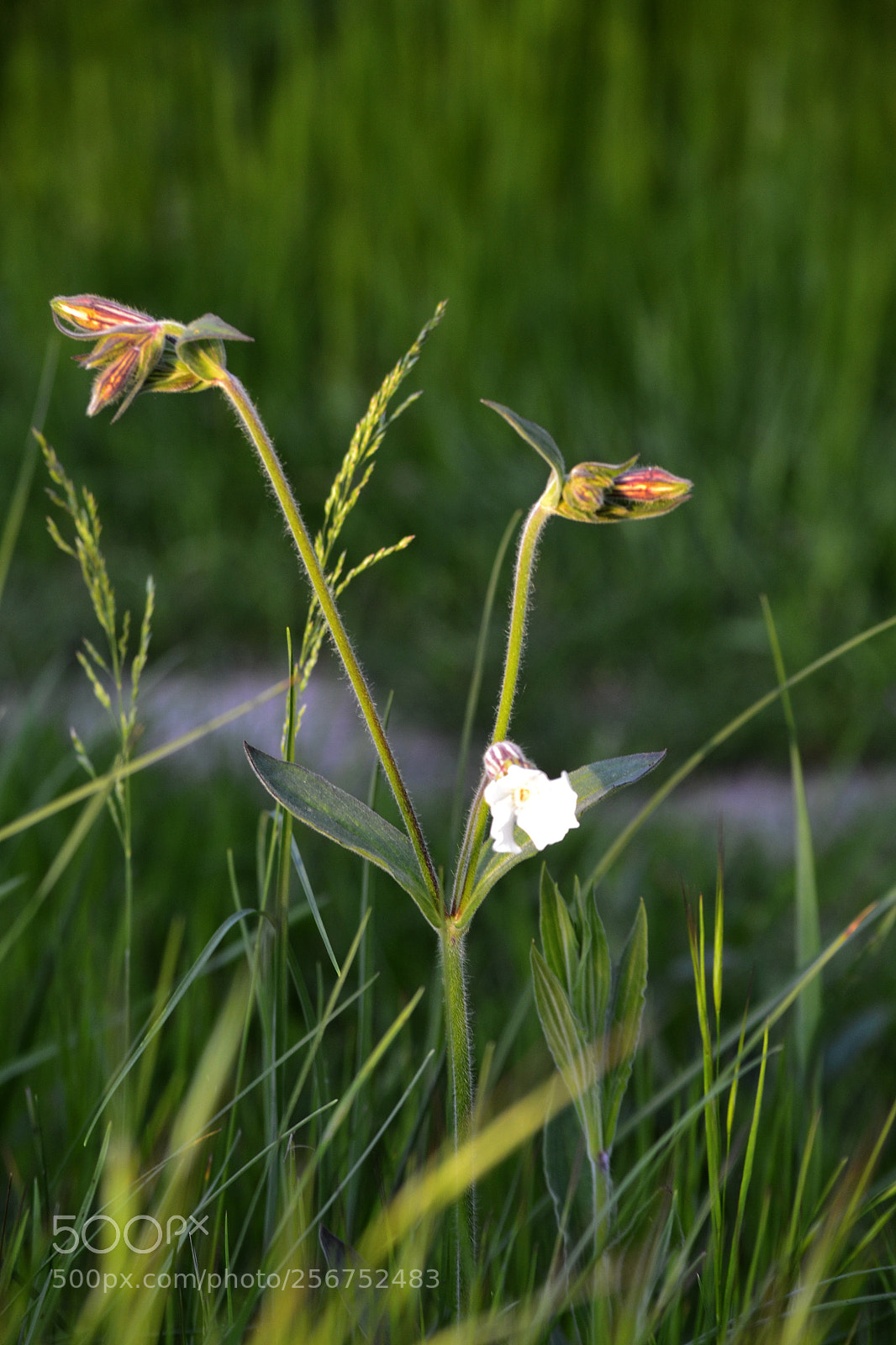 Nikon D3100 sample photo. Silene sp. photography