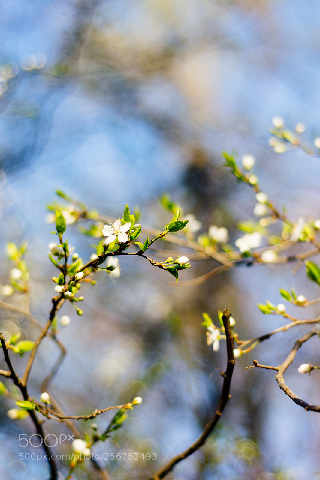 Nikon D7200 sample photo. Blossom photography