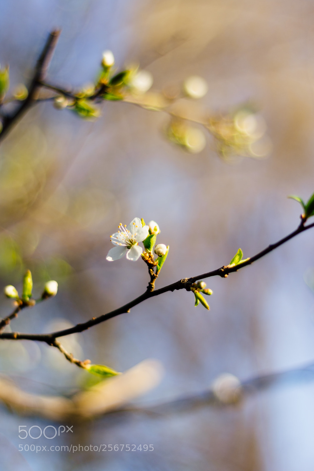 Nikon D7200 sample photo. Blossom photography