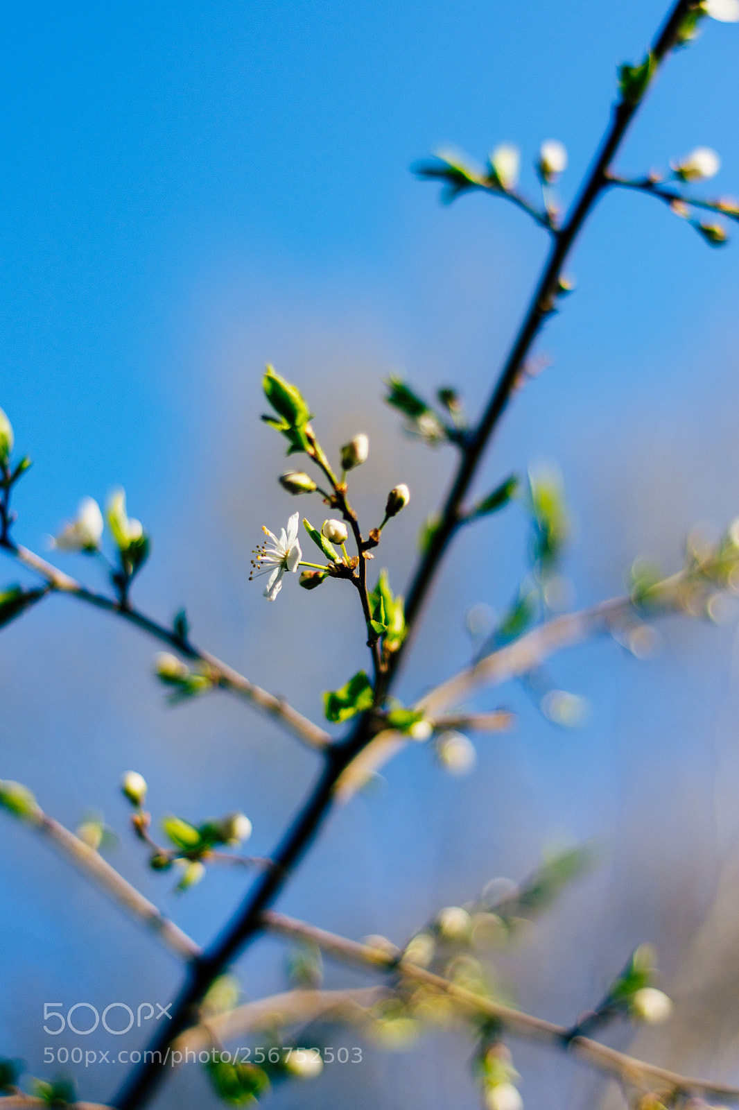 Nikon D7200 sample photo. Blossom photography