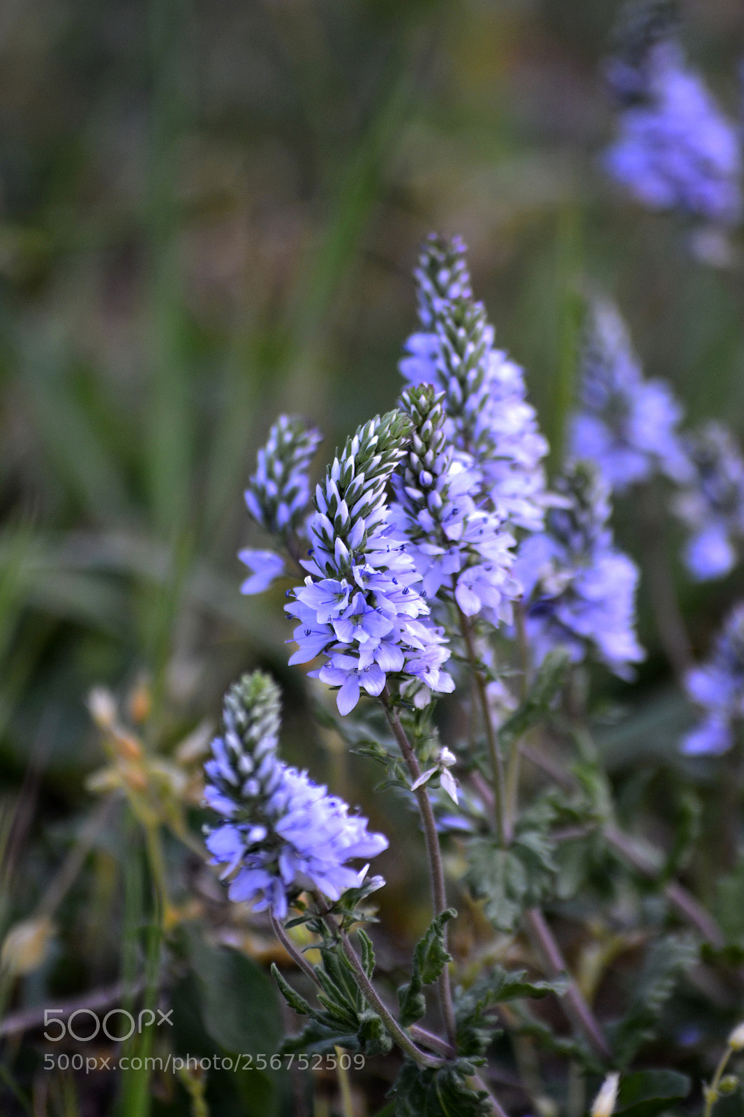 Nikon D3100 sample photo. Untitled photography