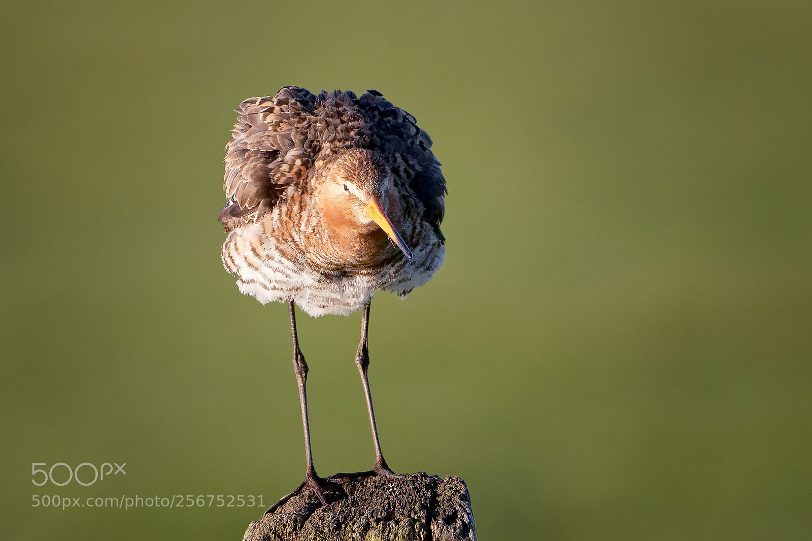Canon EOS 7D Mark II sample photo. Limosa limosa photography