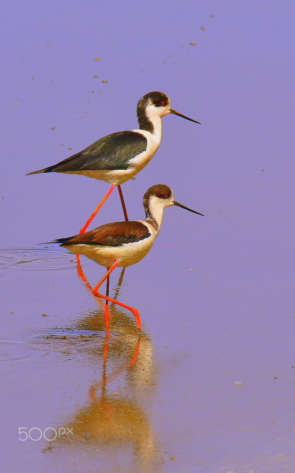 Nikon D500 sample photo. Avocet photography