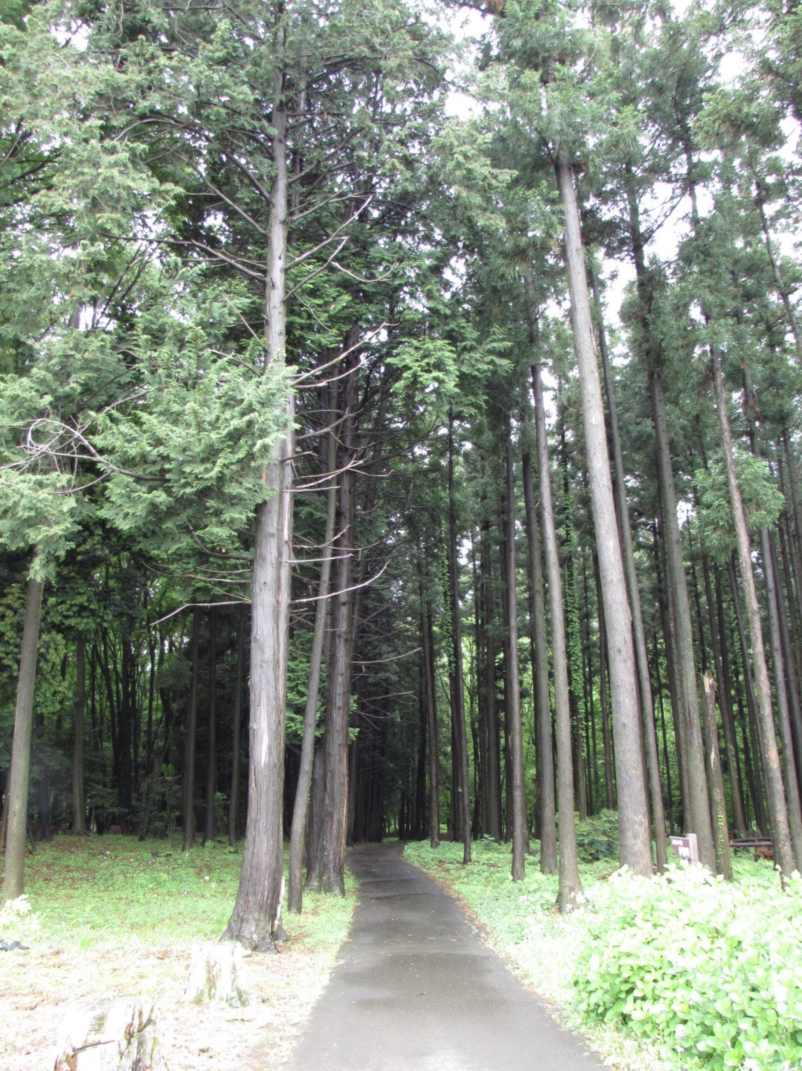 Canon PowerShot SX510 HS sample photo