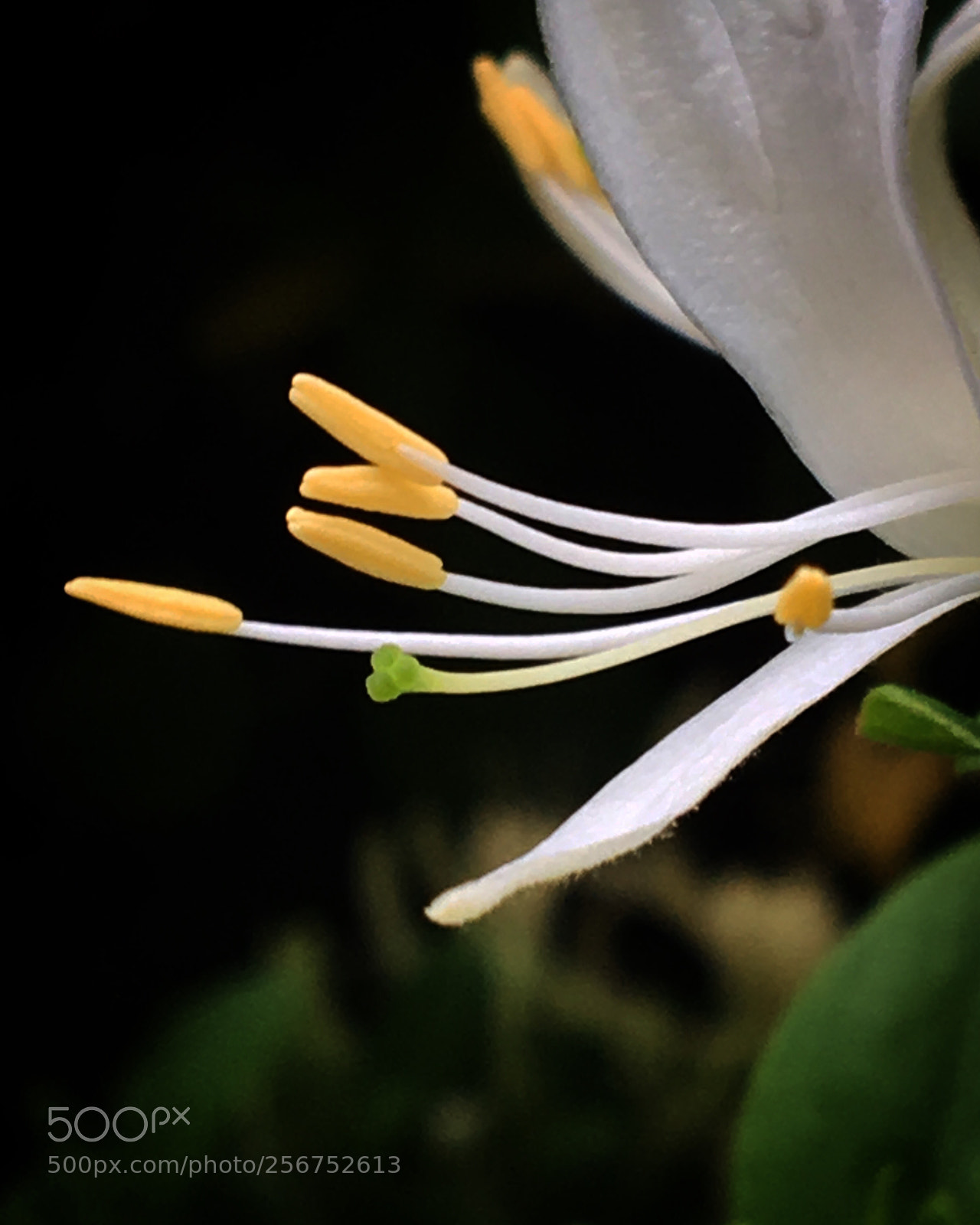 Apple iPhone 6s sample photo. Honeysuckle  photography