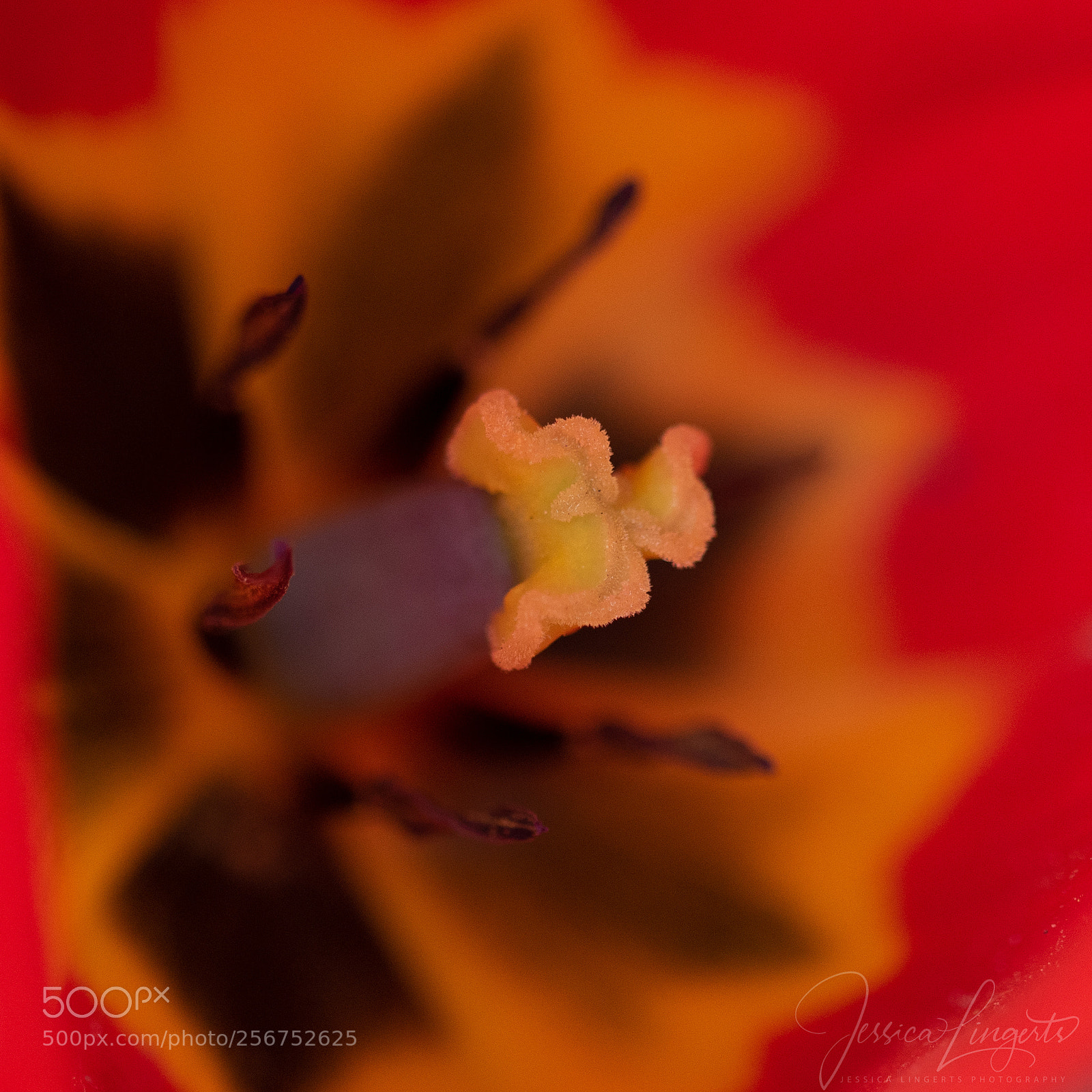 Nikon D750 sample photo. Tulip photography