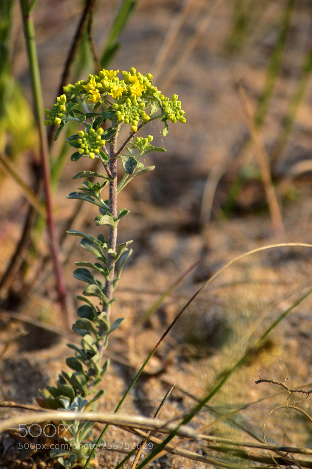 Nikon D3100 sample photo. Alyssum borzeanum photography