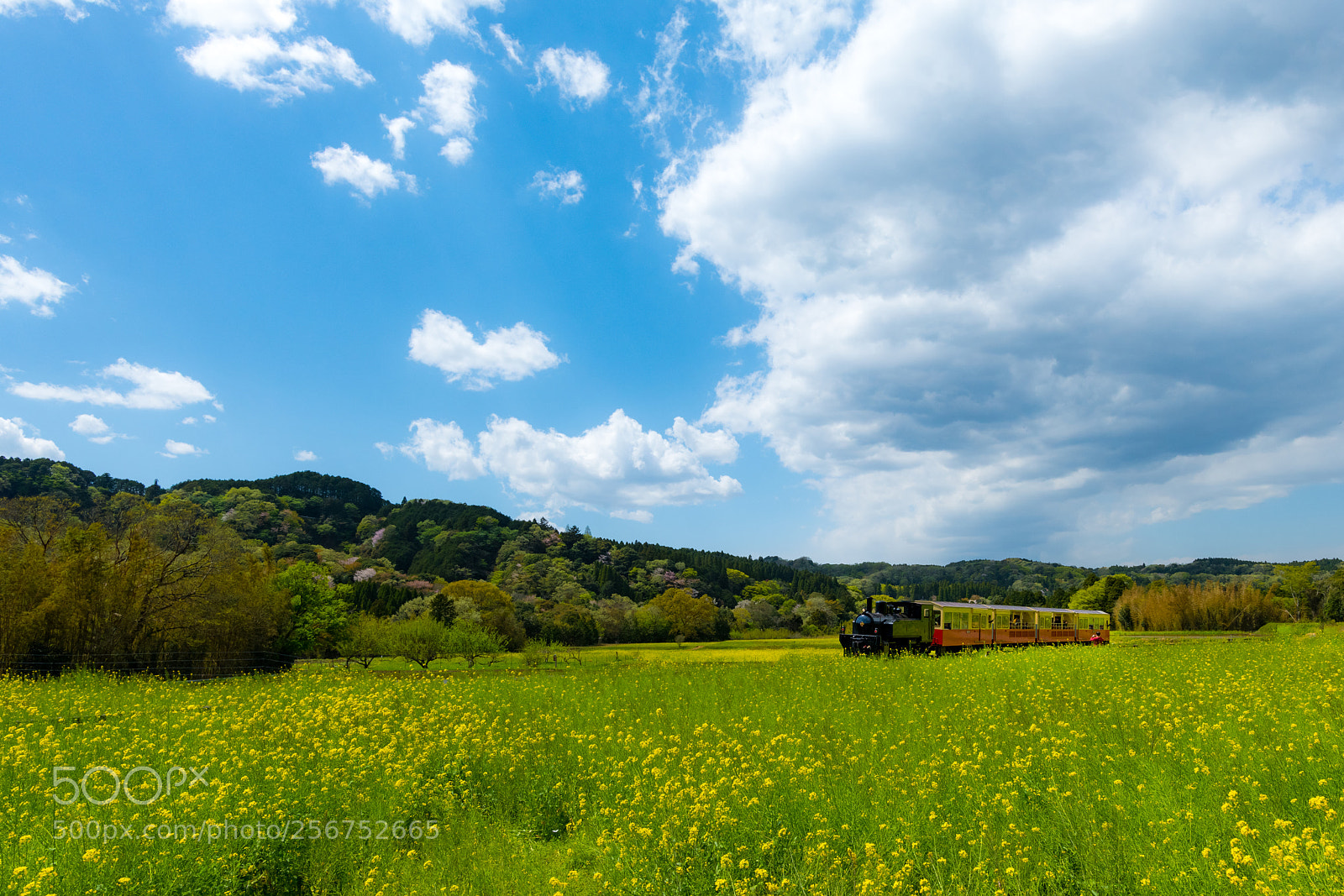 Nikon D850 sample photo. Train in canola flower photography