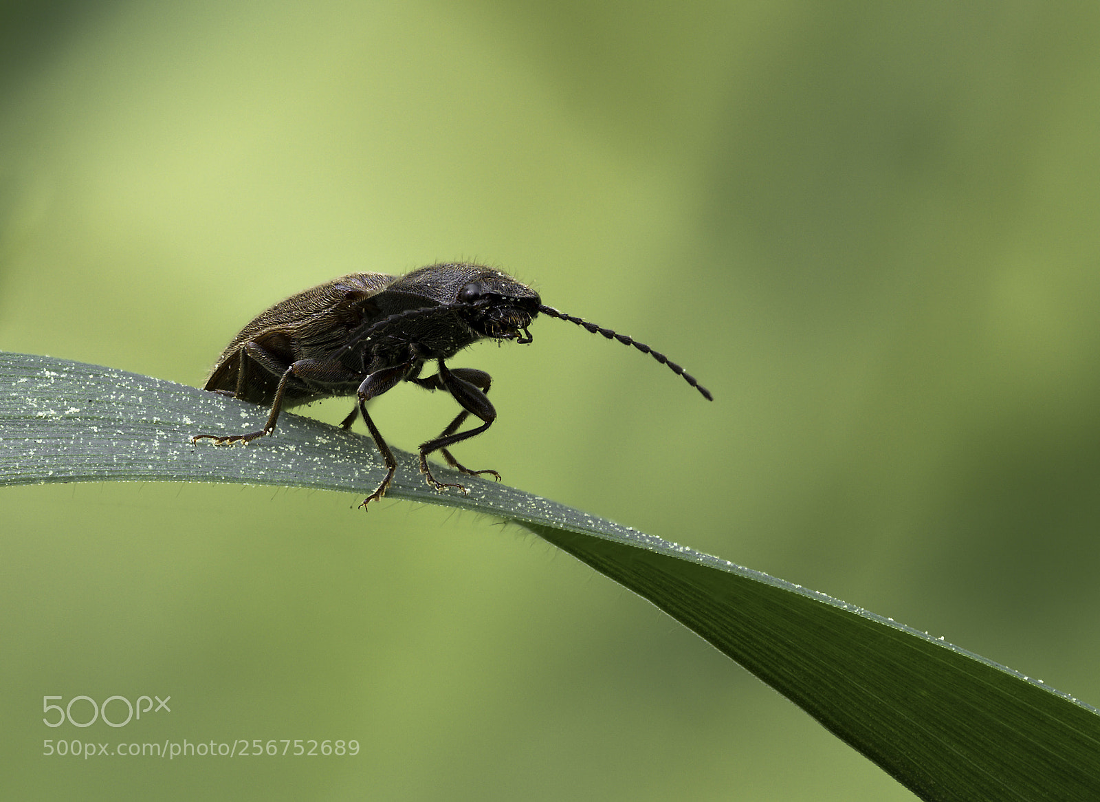 Olympus OM-D E-M1 Mark II sample photo. Elateridae #2 photography