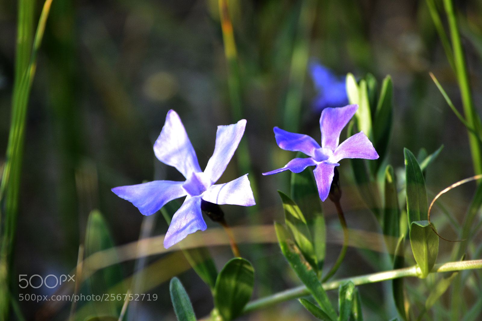 Nikon D3100 sample photo. Vinca herbacaea photography