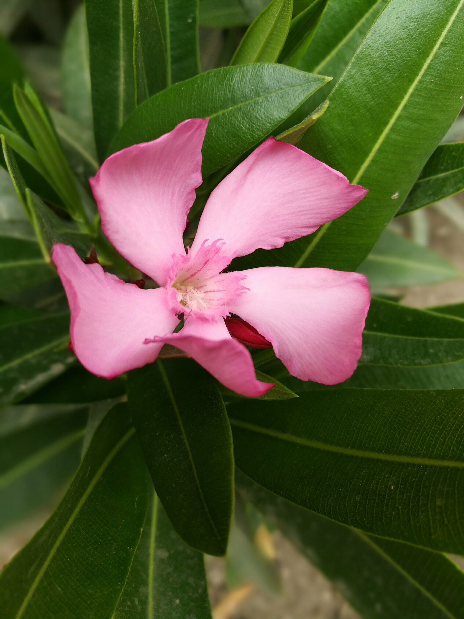 HUAWEI GR5 2017 sample photo