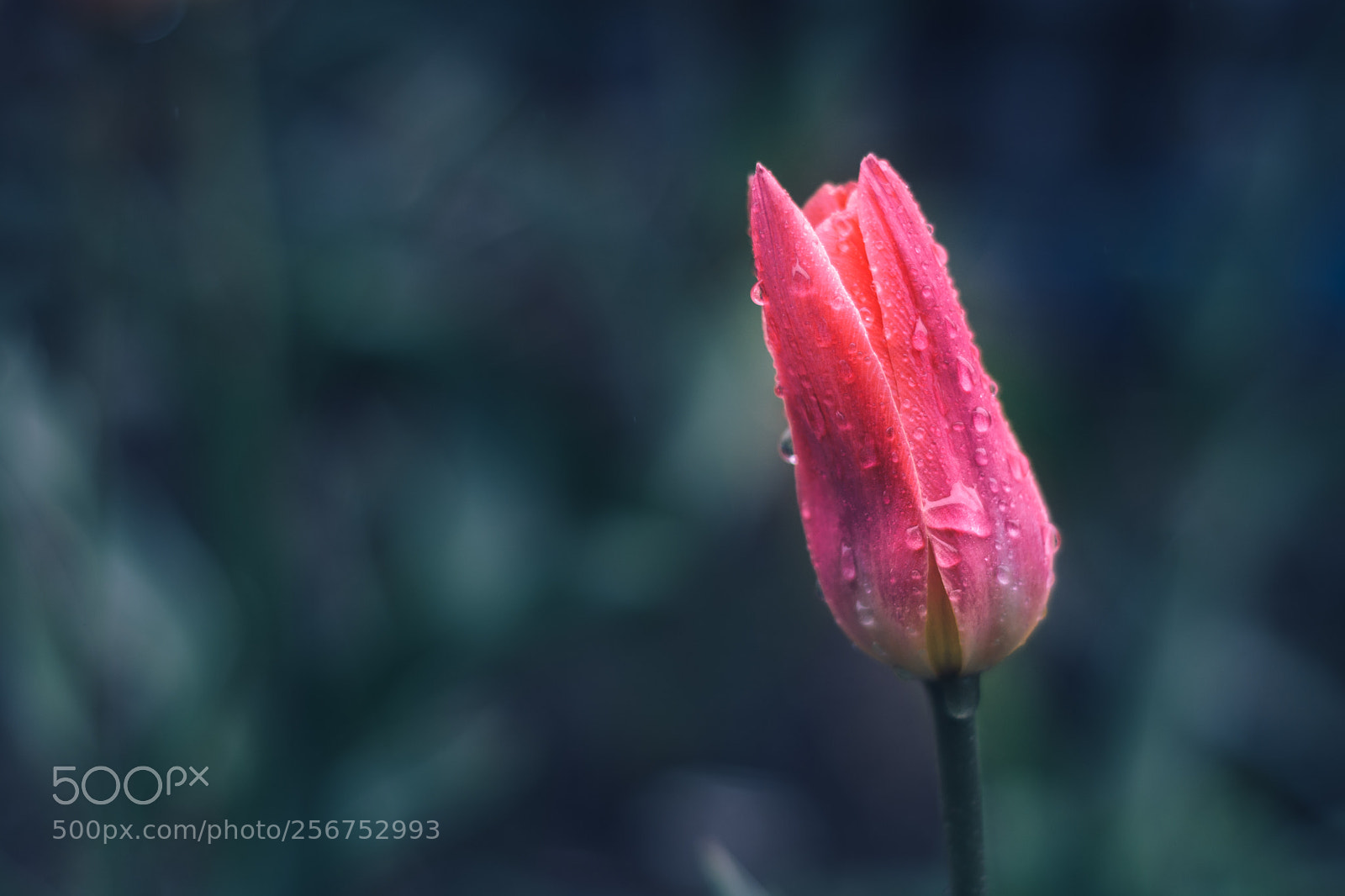 Nikon D7100 sample photo. Stand alone in the photography