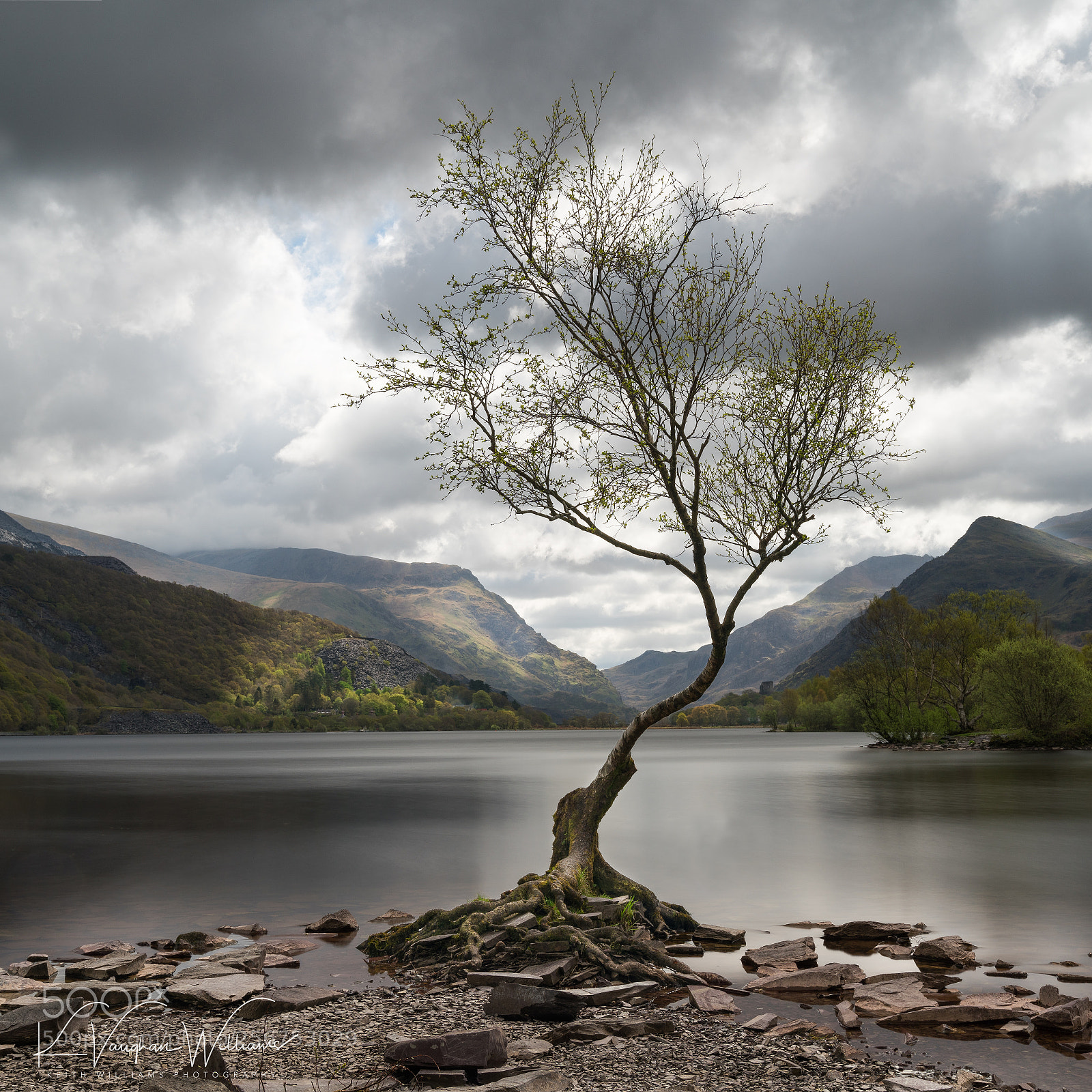 Sony a7R II sample photo. Lonely tree square photography