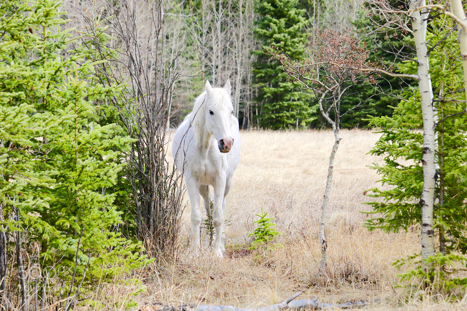 Canon EOS 750D (EOS Rebel T6i / EOS Kiss X8i) sample photo. Img photography