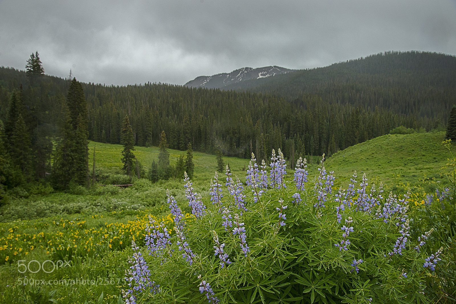 Nikon D610 sample photo. Lupines in rain photography