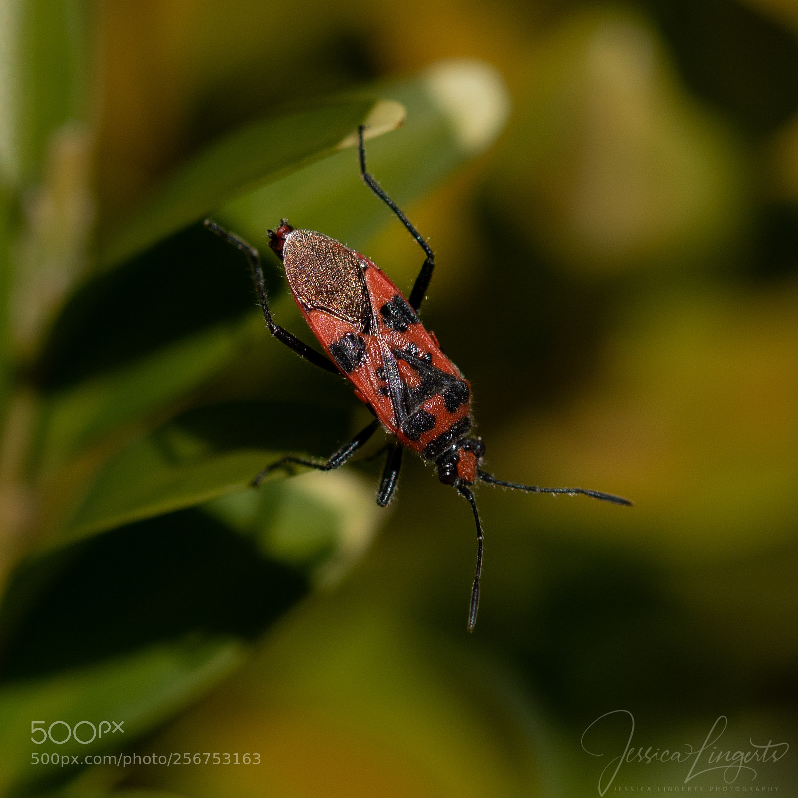 Nikon D750 sample photo. Cinnamon bug - corizus photography
