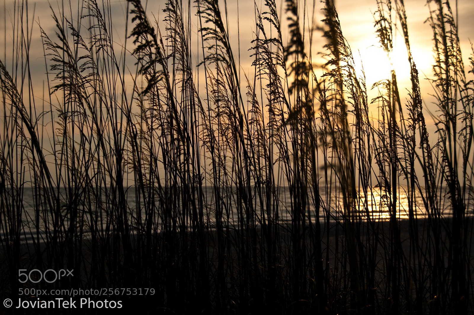 Nikon D300 sample photo. Sunset and sea oats photography